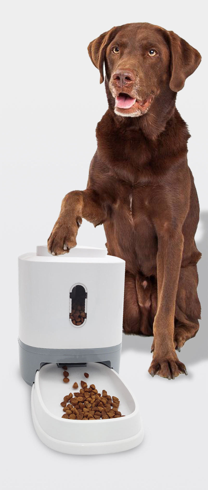 Distributeur automatique de nourriture pour animaux de compagnie
