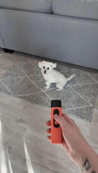Chien calme à la maison