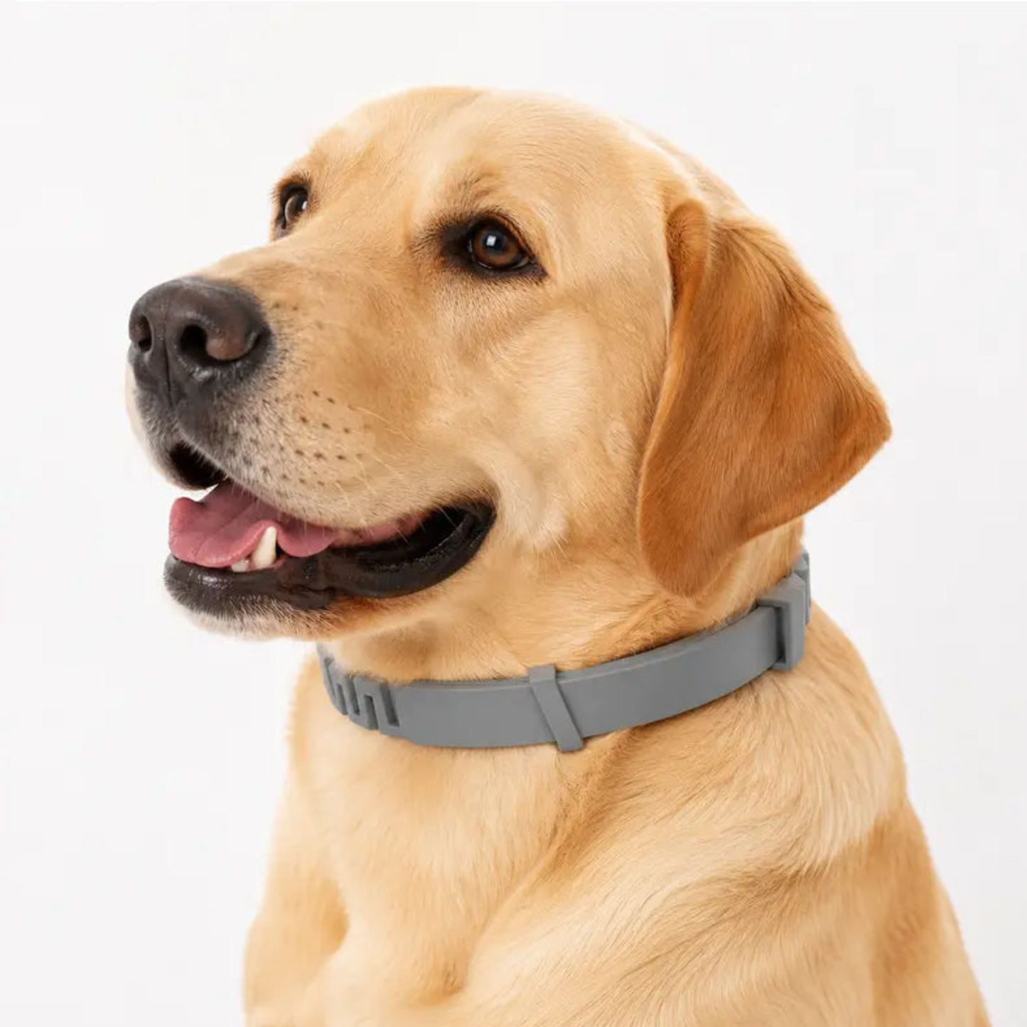 Collier Anti-Puces & Anti-Tiques Pattes — Protection pour chiens et chats.