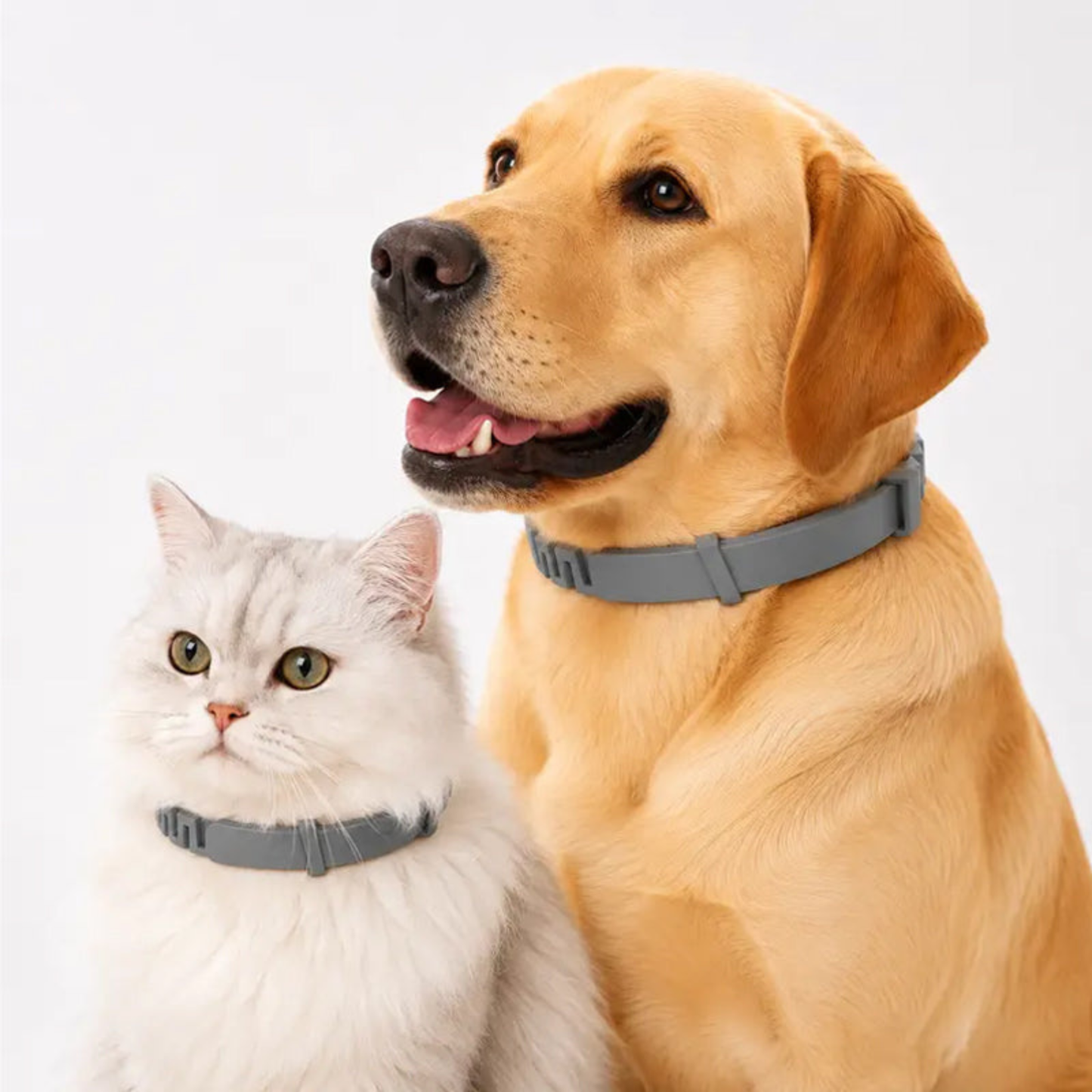 Collier Anti-Puces & Anti-Tiques Pattes — Protection pour chiens et chats.