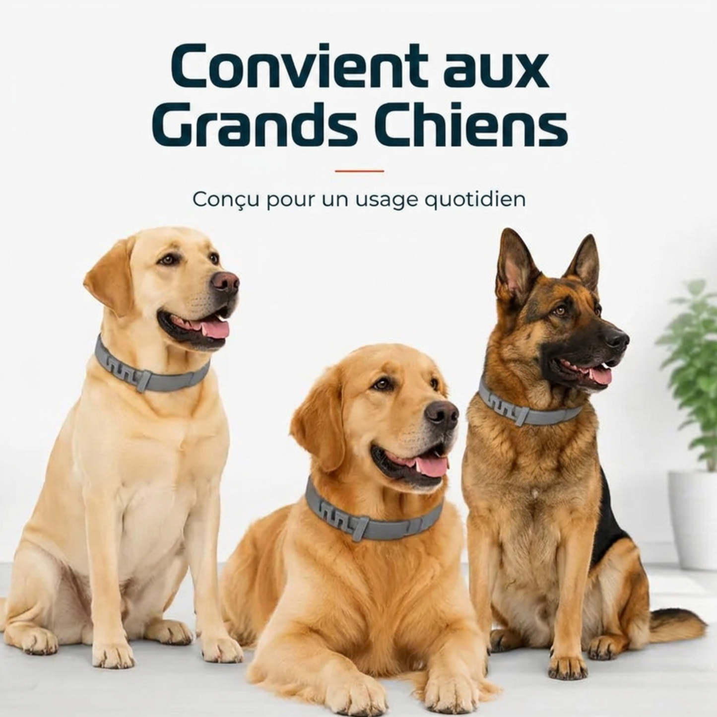 Collier Anti-Puces & Anti-Tiques Pattes — Protection pour chiens et chats.