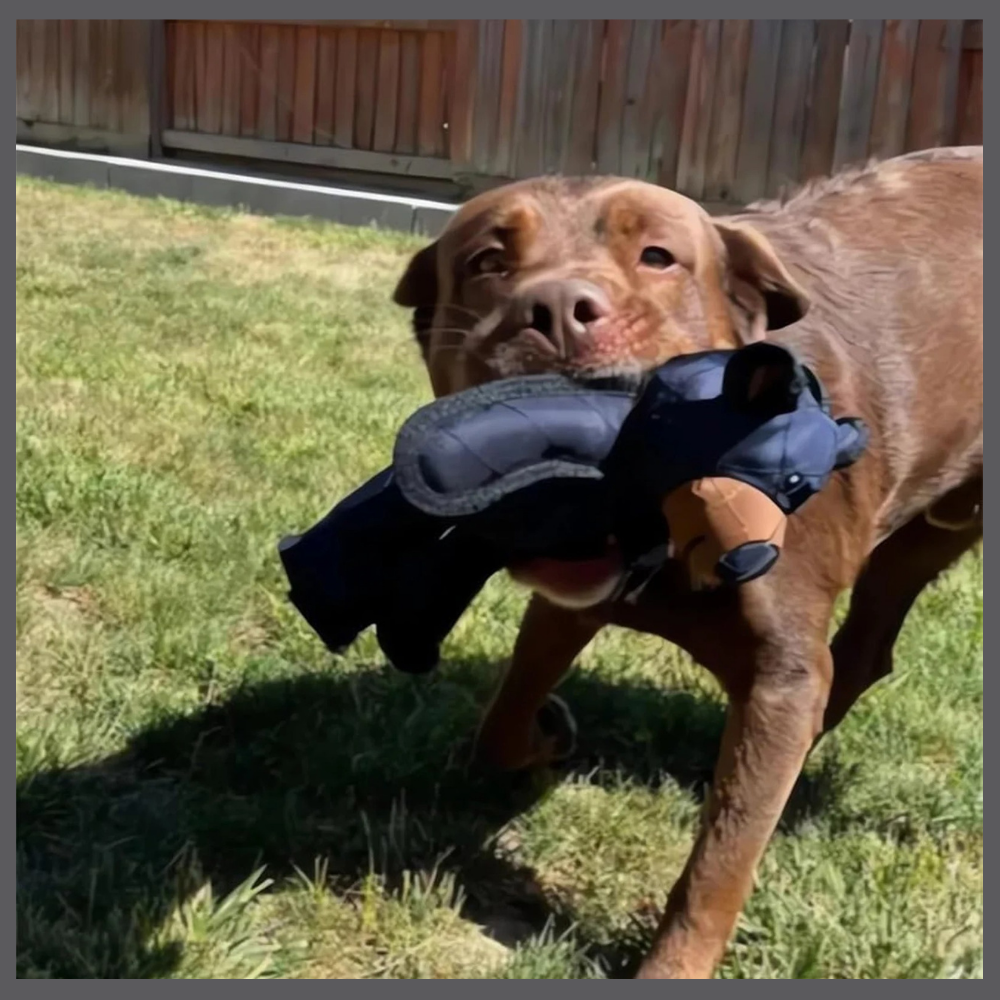 Durapeluche™ – L’Ours Solide et Doux à la Fois