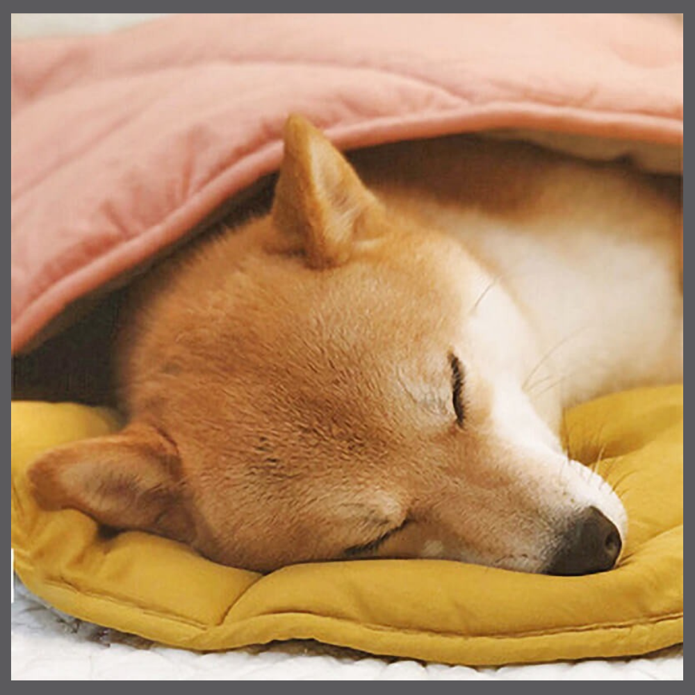 Le Tapis Rafraîchissant PawComfort™