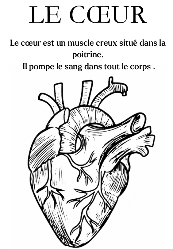 Les Organes du Corps Humain – Livre de Coloriage PDF Éducatif Téléchar ...